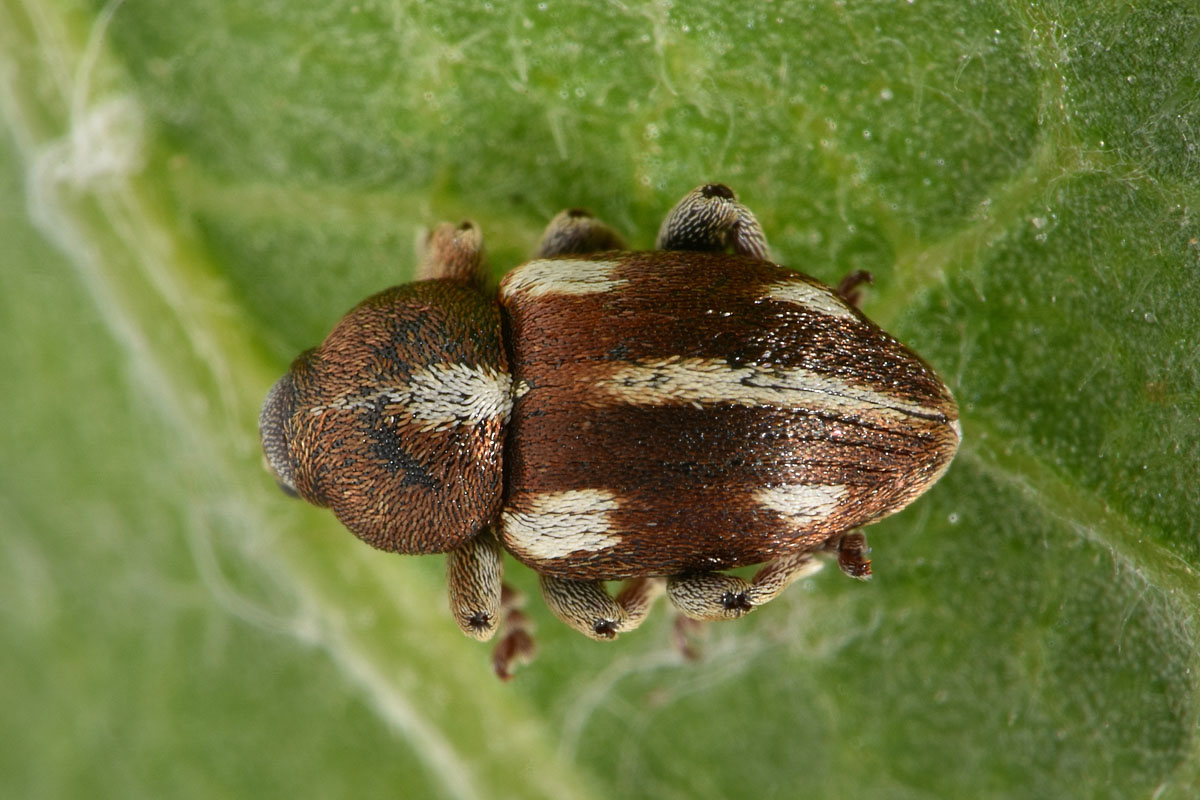 Curculionidae:  Tychius quinquepunctatus? S.